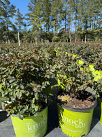 Peachy Knock Out Rose