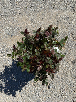 Pink Double Knock Out Rose