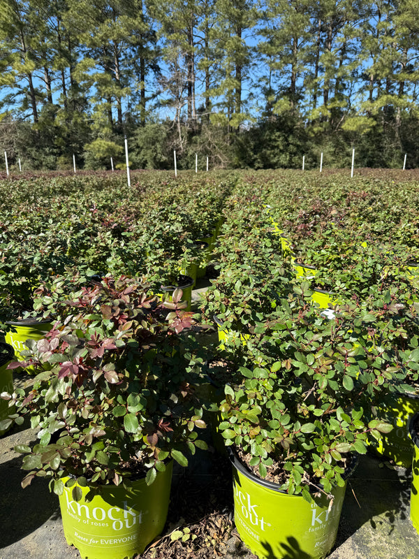 Pink Double Knock Out Rose