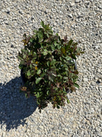 White Knock Out Rose™