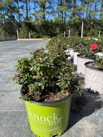 White Knock Out Rose™