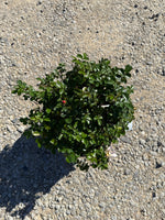 Popcorn Drift Rose™