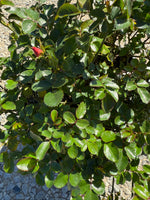 Popcorn Drift Rose™