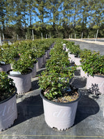 Popcorn Drift Rose™