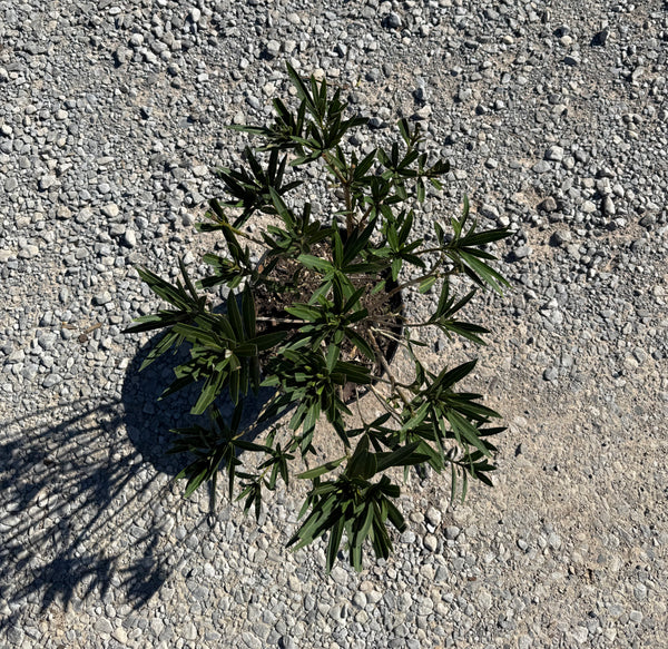 Little Red Oleander