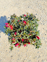 Red Ruffle Azalea