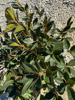 Red Formosa Azalea