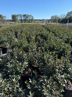 Red Formosa Azalea
