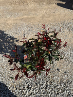 Red Tip Photinia Frazeri