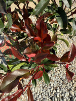 Red Tip Photinia Frazeri