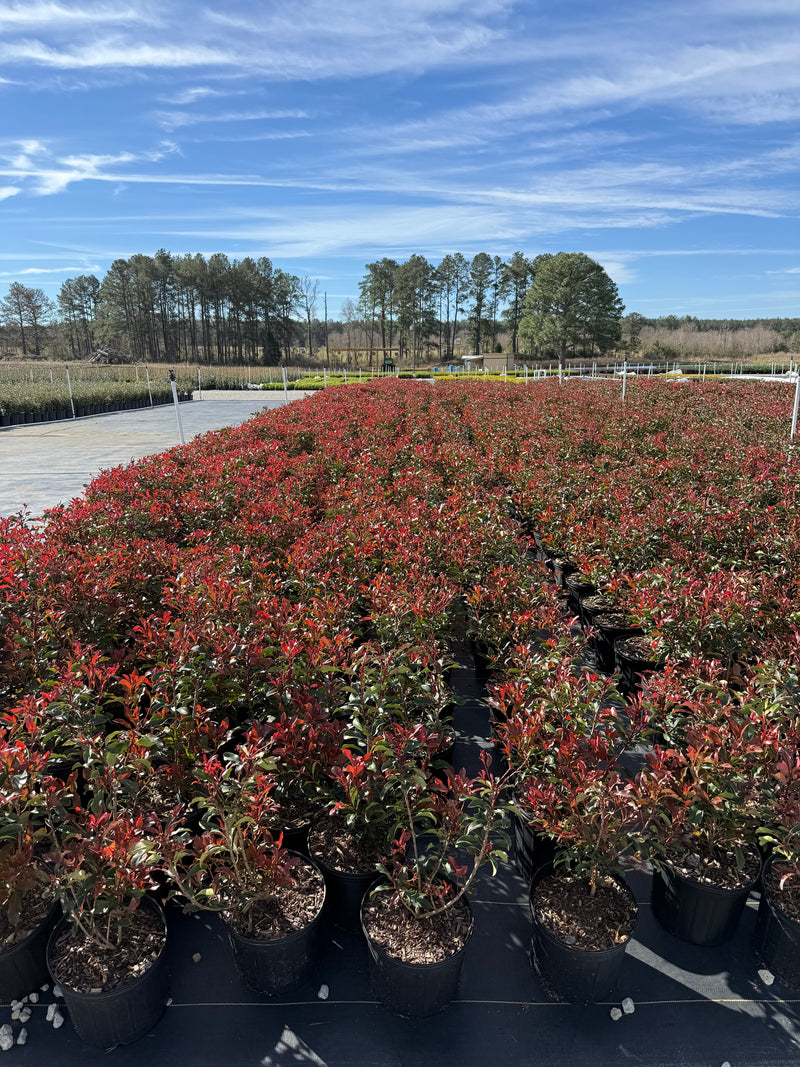 Red Tip Photinia Frazeri – michaelsnursery