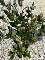 Red Formosa Azalea