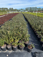 Red Formosa Azalea