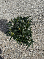 Pink Ice Oleander