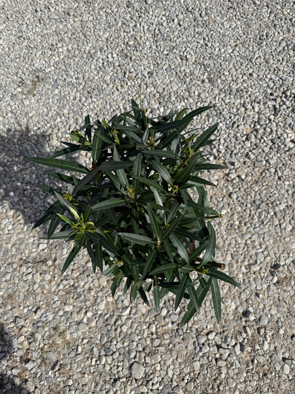 Pink Ice Oleander