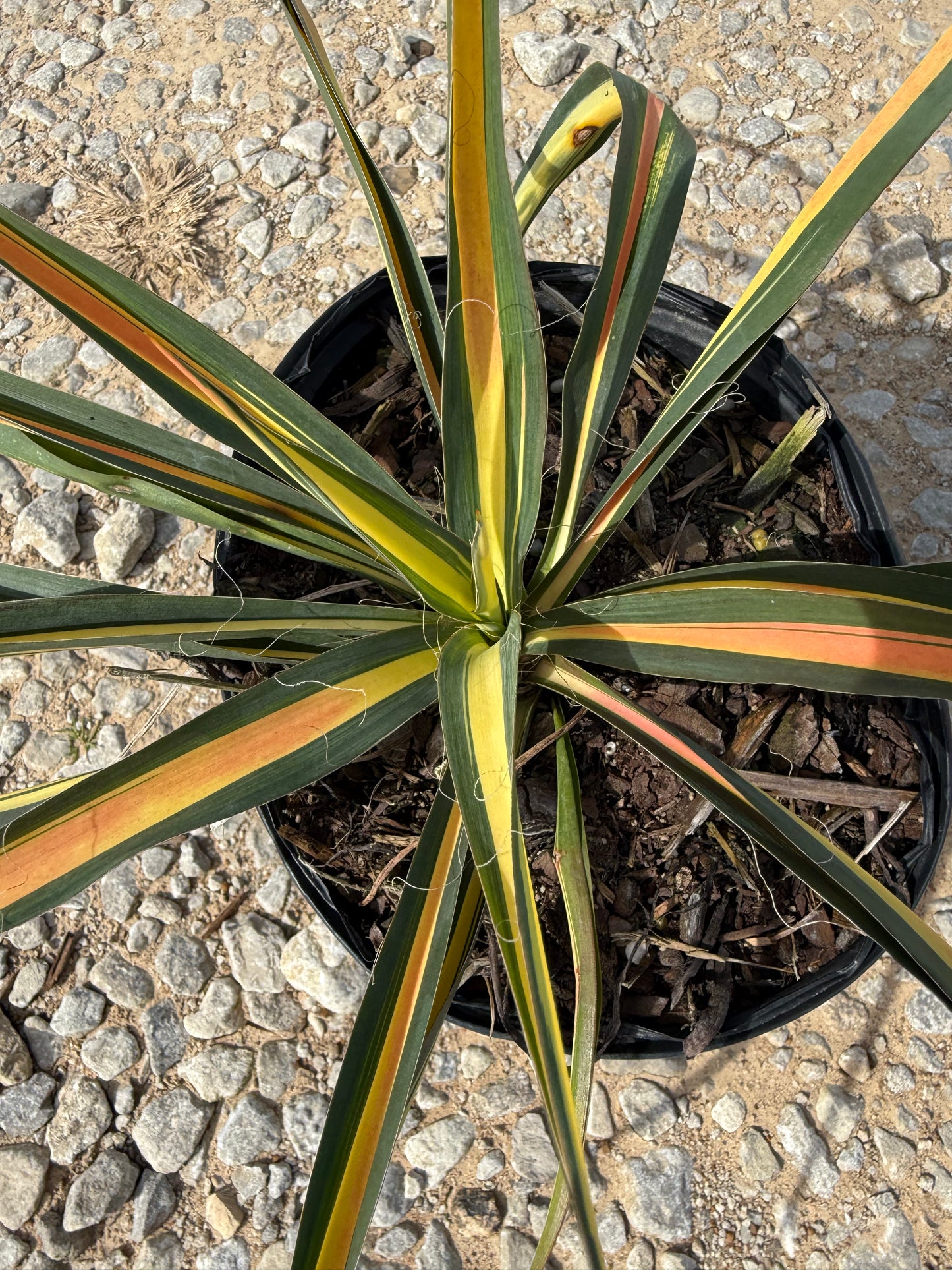 Color Guard Yucca