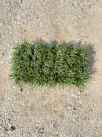 Dwarf Mondo Grass