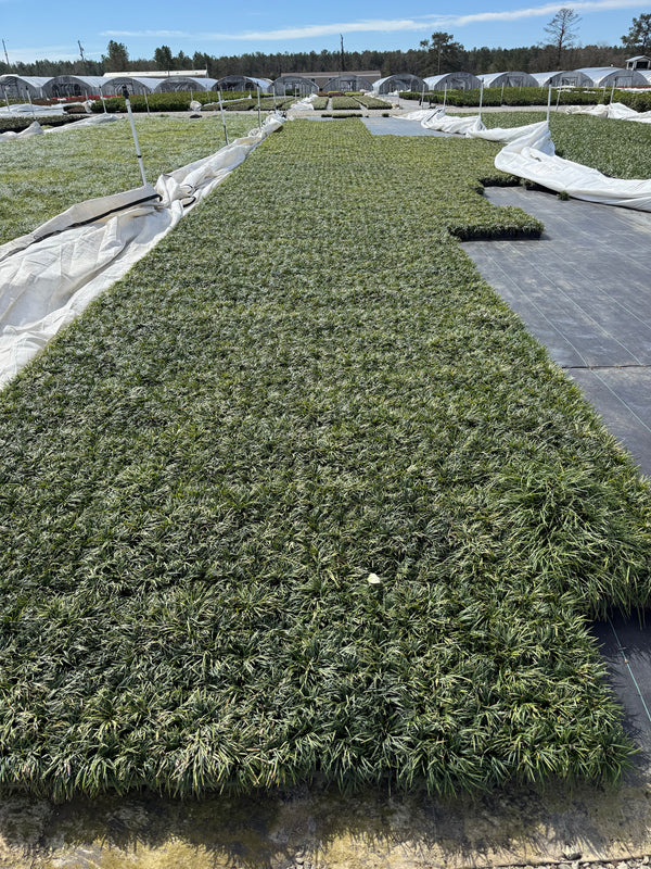Dwarf Mondo Grass