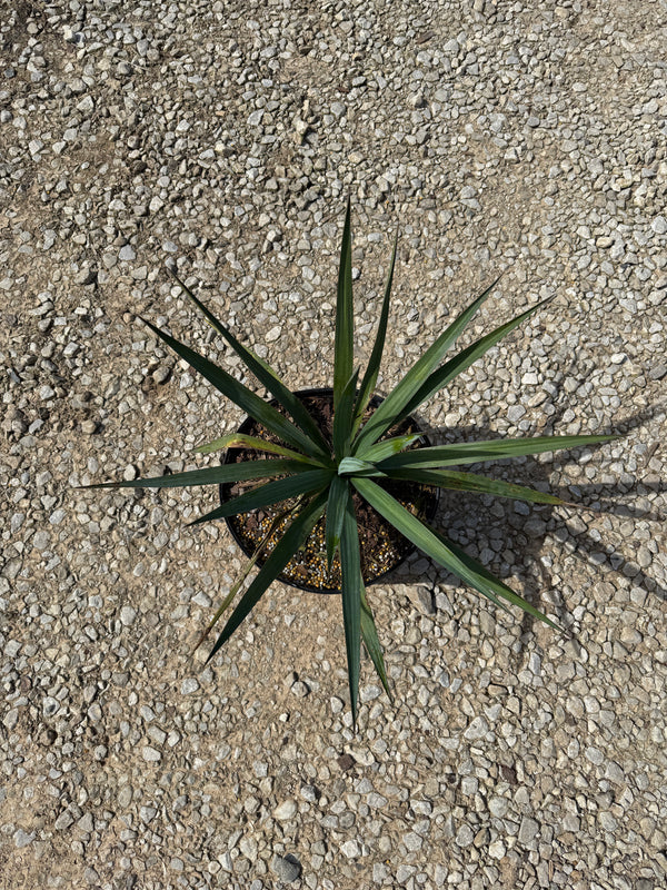 Soft Leaf Yucca