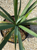 Soft Leaf Yucca