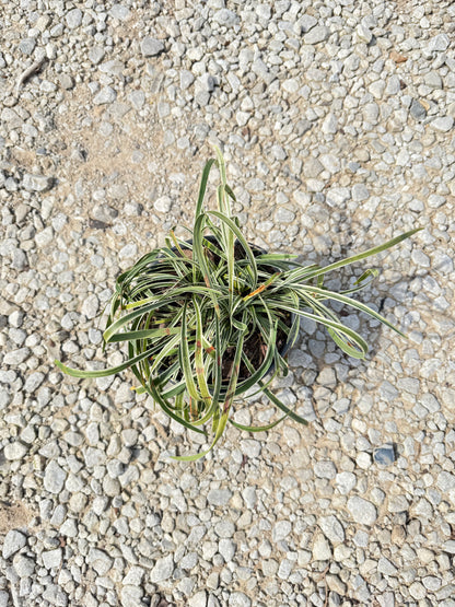 Variegated Liriope