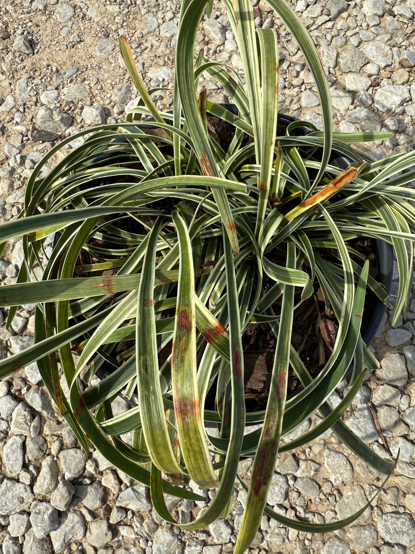 Variegated Liriope