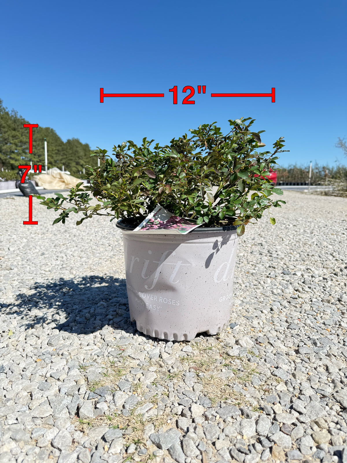 can you plant drift roses in a pot Pink Drift Rose™
