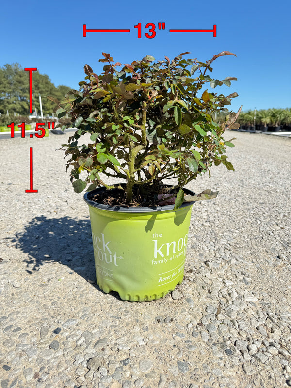 Peachy Knock Out Rose