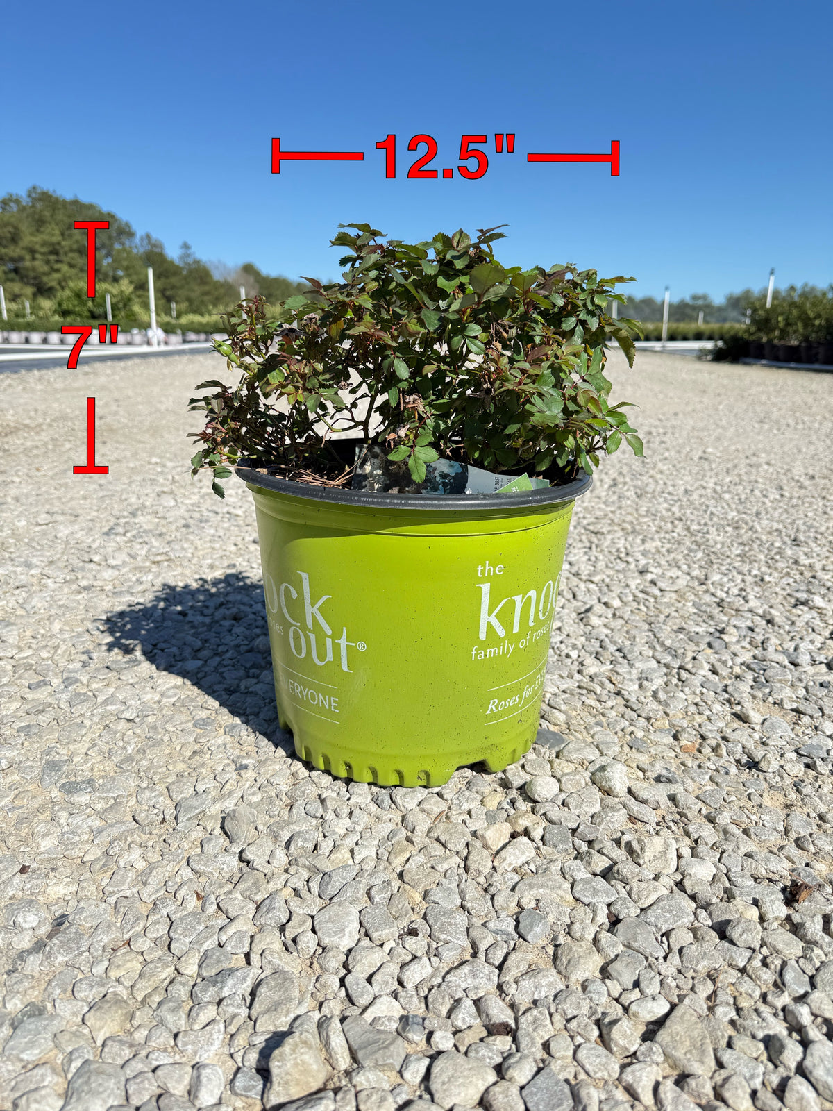 White Knock Out Rose™