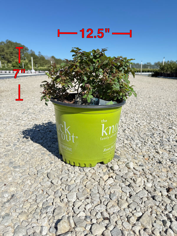 White Knock Out Rose™