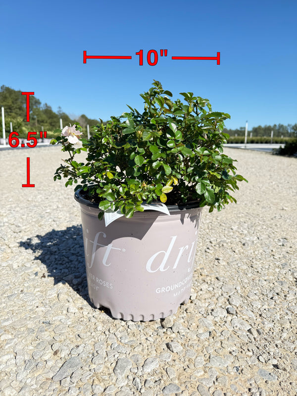 Popcorn Drift Rose™