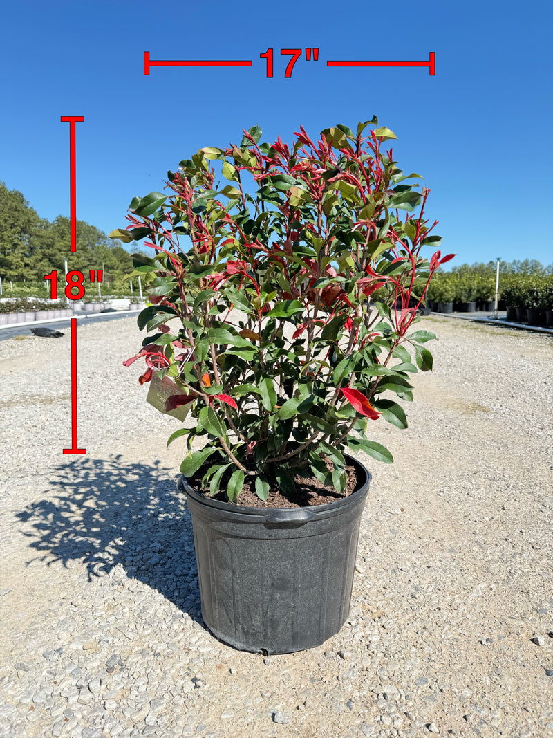 Red Tip Photinia Frazeri – michaelsnursery