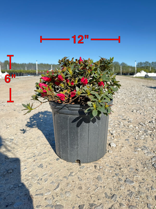 Red Ruffle Azalea