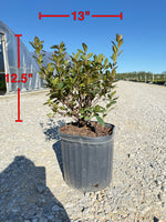 Red Formosa Azalea