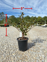 Red Formosa Azalea