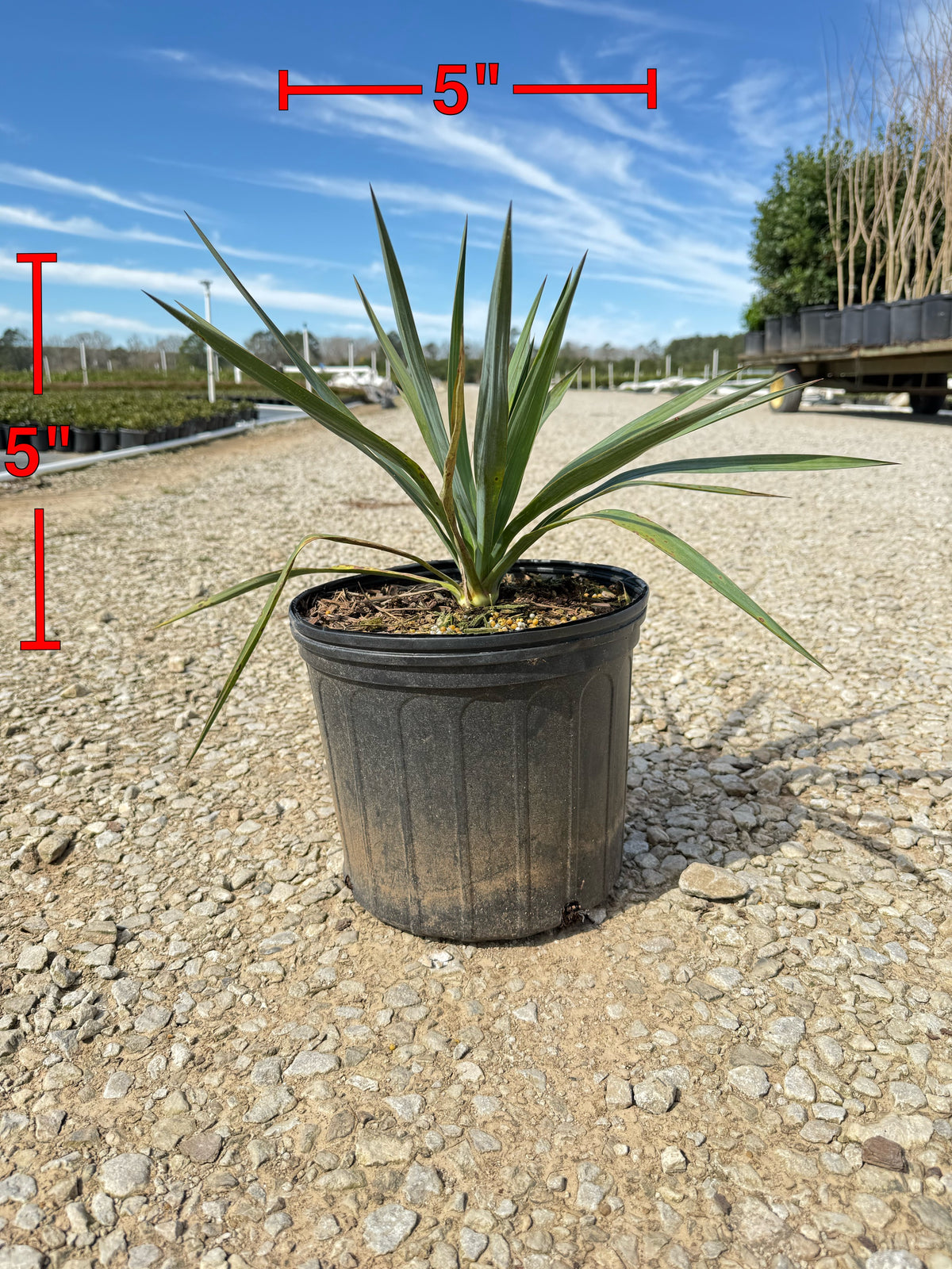 Soft Leaf Yucca