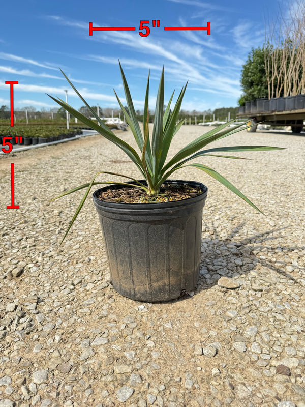 Soft Leaf Yucca