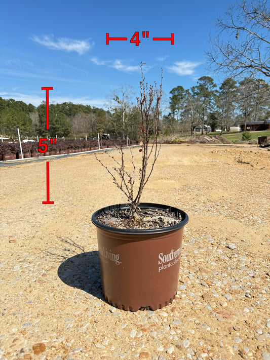 Orange Rocket Barberry™