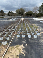 PURPLE PILLAR Rose of Sharon Proven Winner