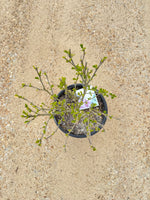 PURPLE PILLAR Rose of Sharon Proven Winner