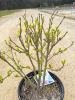 PURPLE PILLAR Rose of Sharon Proven Winner