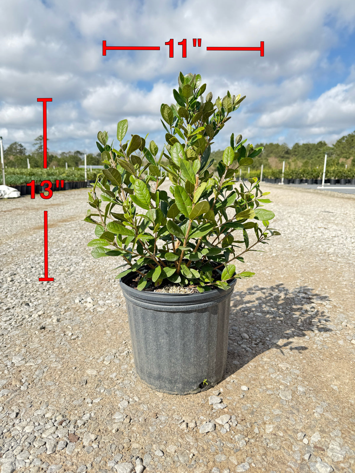 pineapple agave plant Pineapple Guava – michaelsnursery