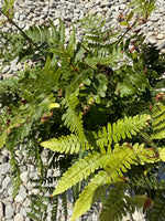 Autumn Fern