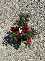 Red Ruffle Azalea