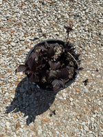 First Editions® Eclipse® Bigleaf Hydrangea - nursery plant available in multiple container sizes