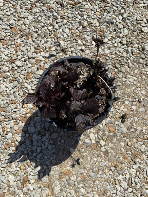 First Editions® Eclipse® Bigleaf Hydrangea - nursery plant available in multiple container sizes