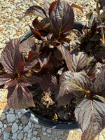 First Editions® Eclipse® Bigleaf Hydrangea - nursery plant available in multiple container sizes