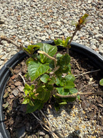 Endless Summer® Pop Star® Reblooming Hydrangea - nursery plant available in multiple container sizes