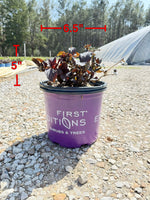 First Editions® Eclipse® Bigleaf Hydrangea - nursery plant available in multiple container sizes