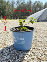 Endless Summer® Pop Star® Reblooming Hydrangea - nursery plant available in multiple container sizes